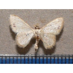 /filer/webapps/moths/media/images/S/submaculata_Idaea_A_Goff_01.jpg