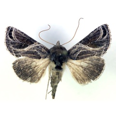 /filer/webapps/moths/media/images/A/arachnoides_Trichoplusia_A_RMCA.jpg