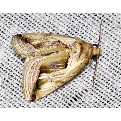 /filer/webapps/moths/media/images/C/cumalinea_Deltote_A_Braun_04.jpg