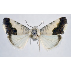 /filer/webapps/moths/media/images/W/wahlbergi_Acontia_AM_NHMO.jpg