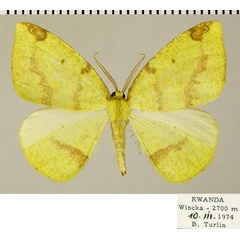 /filer/webapps/moths/media/images/C/curvimargo_Epigynopteryx_AM_ZSMa.jpg