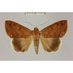 /filer/webapps/moths/media/images/R/reducta_Stenopis_AF_MNHN_01.jpg