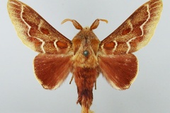 Streblote cristata