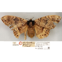 /filer/webapps/moths/media/images/G/gambeyi_Closterothrix_HT_BMNH.jpg