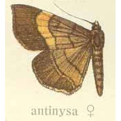 /filer/webapps/moths/media/images/A/antinysa_Gracilodes_HT_Gaede.jpg