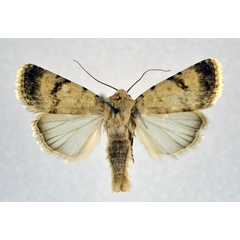 /filer/webapps/moths/media/images/P/pseudocosma_Caradrina_AM_NHMO.jpg