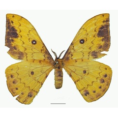 /filer/webapps/moths/media/images/R/rougeoti_Tagoropsis_AF_Basquina.jpg