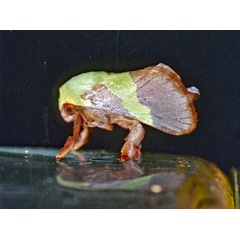 /filer/webapps/moths/media/images/J/johannes_Latoia_A_Roland_01.jpg