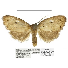 /filer/webapps/moths/media/images/B/banco_Spatulosia_PTM_ANHRT.jpg
