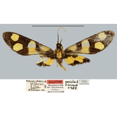 /filer/webapps/moths/media/images/G/grjebinea_Maculonaclia_AT_MNHN.jpg