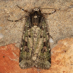 /filer/webapps/moths/media/images/M/muscosa_Mentaxya_AM_Heynsb.jpg