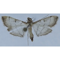 /filer/webapps/moths/media/images/P/poeyalis_Marasmia_AF_ZSM.jpg