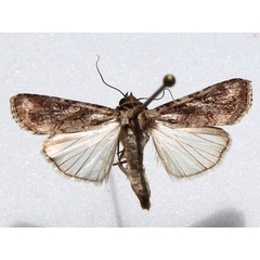 /filer/webapps/moths/media/images/E/exempta_Spodoptera_A_Goff.jpg