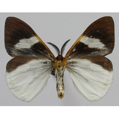 /filer/webapps/moths/media/images/P/perroti_Sychnacedes_AM_Golovizinb.jpg