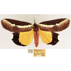 /filer/webapps/moths/media/images/G/gloriosa_Eligma_AF_TMSA.jpg