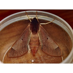 /filer/webapps/moths/media/images/C/calcareus_Afroclanis_A_Roland_01.jpg