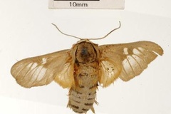 Balacra curriei
