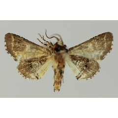 /filer/webapps/moths/media/images/G/galleyi_Eutelia_AM_MNHNb.jpg