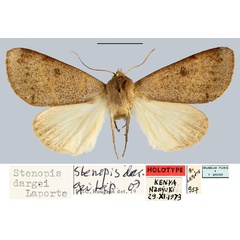 /filer/webapps/moths/media/images/D/dargei_Stenopis_HT_MNHN.jpg