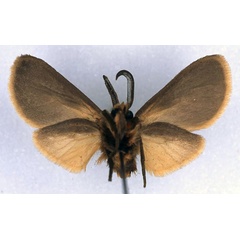 /filer/webapps/moths/media/images/J/johanna_Metarctia_HT_ZSM_02.jpg