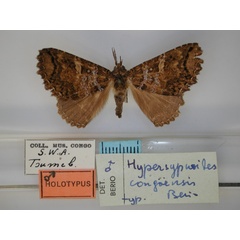 /filer/webapps/moths/media/images/C/congoensis_Hypersypnoides_HT_RMCA_01.jpg