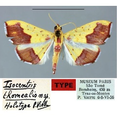 /filer/webapps/moths/media/images/T/thomealis_Isocentris_HT_MNHN.jpg