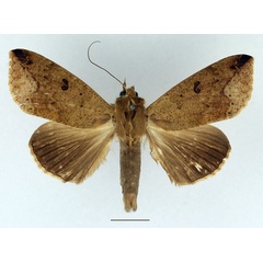 /filer/webapps/moths/media/images/P/pseudotirhaca_Ophiusa_AM_Basquin.jpg