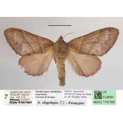 /filer/webapps/moths/media/images/O/oligolepis_Bombycopsis_AF_MGCLa_02.JPG