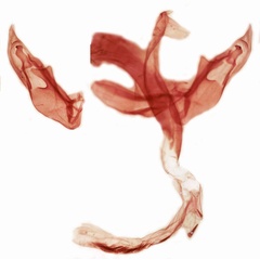 /filer/webapps/moths/media/images/D/duplex_Proxenus_GMHT_TMSA_1581.jpg