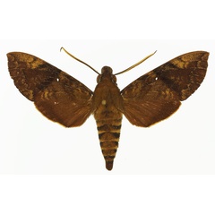 /filer/webapps/moths/media/images/M/monostigma_Nephele_AM_Basquin_02.jpg