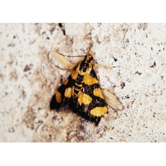 /filer/webapps/moths/media/images/T/tetraplagalis_Pyrausta_A_Roland_03.jpg