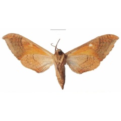 /filer/webapps/moths/media/images/A/axis_Pseudoclanis_PTF_Dargeb.jpg