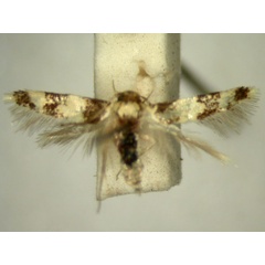 /filer/webapps/moths/media/images/C/conjuncta_Limnaecia_HT2567_TMSA_01.jpg