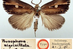 Anedhella nigrivittata