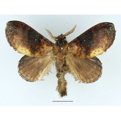 /filer/webapps/moths/media/images/A/audea_Mallocampa_AM_Basquin_02.jpg