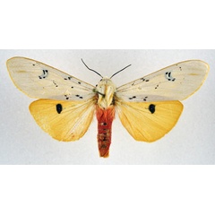/filer/webapps/moths/media/images/S/similis_Rhodogastria_AF_NHMO.jpg