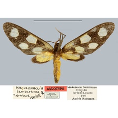 /filer/webapps/moths/media/images/L/lambertoni_Maculonaclia_AT_MNHN.jpg