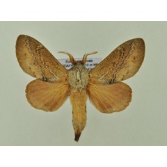 /filer/webapps/moths/media/images/C/capensis_Eutricha_AM_Ihle_01.jpg