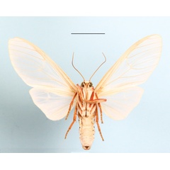 /filer/webapps/moths/media/images/N/niveivitrea_Amerila_A_MGCLb_01.JPG