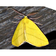 /filer/webapps/moths/media/images/B/biviaria_Drepanogynis_A_Braun_01.jpg