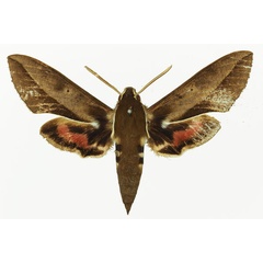 /filer/webapps/moths/media/images/B/biguttata_Hyles_AM_Basquin_02a.jpg