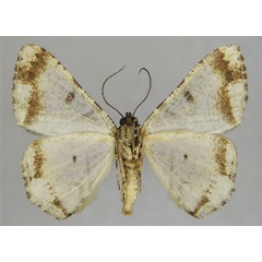 /filer/webapps/moths/media/images/P/prasinaria_Xylopteryx_AM_ZSMb.jpg