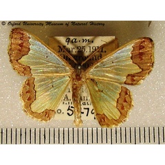 /filer/webapps/moths/media/images/F/flavicosta_Zamarada_A_OUMNH.jpg