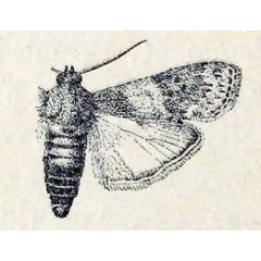 /filer/webapps/moths/media/images/V/vorax_Metoecis_HT_MNHN.jpg