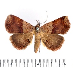 /filer/webapps/moths/media/images/A/atripunctata_Maxera_AF_BMNH_01.jpg