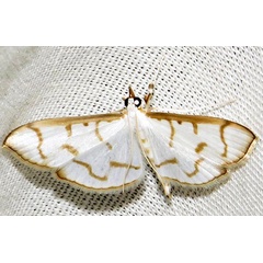 /filer/webapps/moths/media/images/M/morysalis_Antigastra_A_Braun_03.jpg