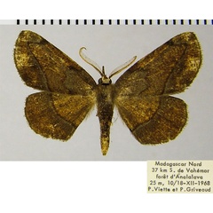 /filer/webapps/moths/media/images/N/nicotiana_Drepanogynis_AM_ZSMa.jpg