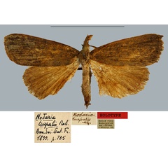 /filer/webapps/moths/media/images/T/turpalis_Nodaria_HT_MNHN.jpg