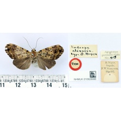 /filer/webapps/moths/media/images/O/olivaria_Eudrapa_HT_BMNH.jpg