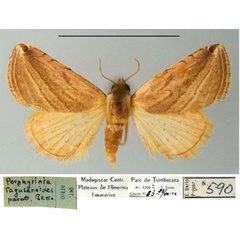 /filer/webapps/moths/media/images/R/ragusanoides_Porphyrinia_PT_MSNM.jpg